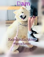 Perfect , a female Akita for sale in Fenelton, PA – 6 of 6