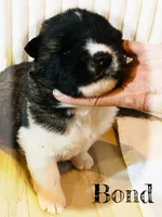Bond, a male Akita for sale in Fenelton, PA – 2 of 8