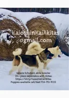 Perfect , a female Akita for sale in Fenelton, PA – 3 of 6