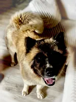 Kessed AKC American Akita Girl, a female Akita for sale in Fenelton, PA – 4 of 6