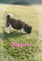 Perfect , a female Akita for sale in Fenelton, PA – 2 of 9