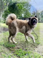 Kessed AKC American Akita Girl, a female Akita for sale in Fenelton, PA – 2 of 6