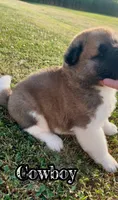 Cowboy, a male Akita for sale in Fenelton, PA – 2 of 8