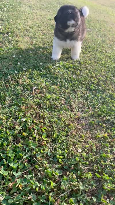 Perfect , a female Akita for sale in Fenelton, PA – 9 of 9
