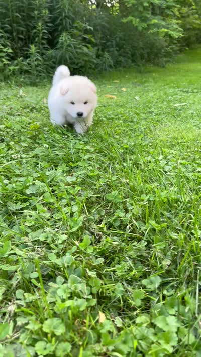 Prince, a male Akita for sale in Fenelton, PA – 10 of 10