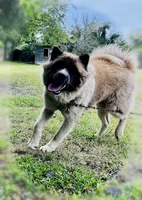 Kessed AKC American Akita Girl, a female Akita for sale in Fenelton, PA – 3 of 6