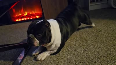 Beef, a male Shorty Bull for sale in Klamath Falls, OR – 4 of 4