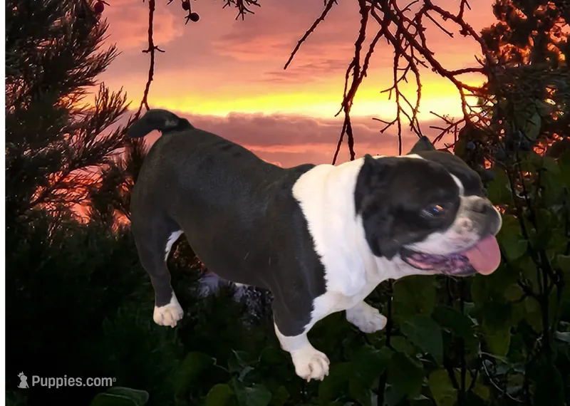 Beef – Shorty Bull puppy for sale in Klamath Falls, OR