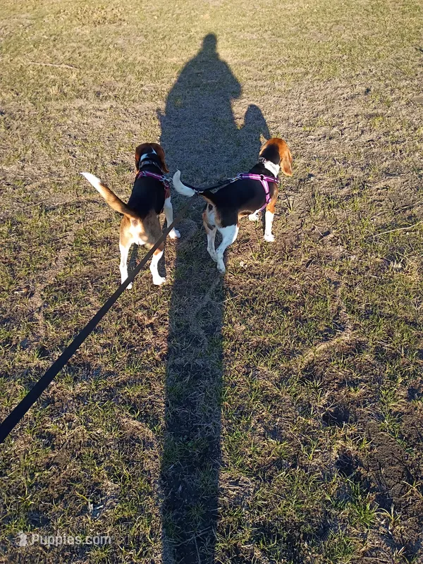 Ladybug's Puppies, a  Beagle for sale in Cumby, TX – Photo 1 of 1