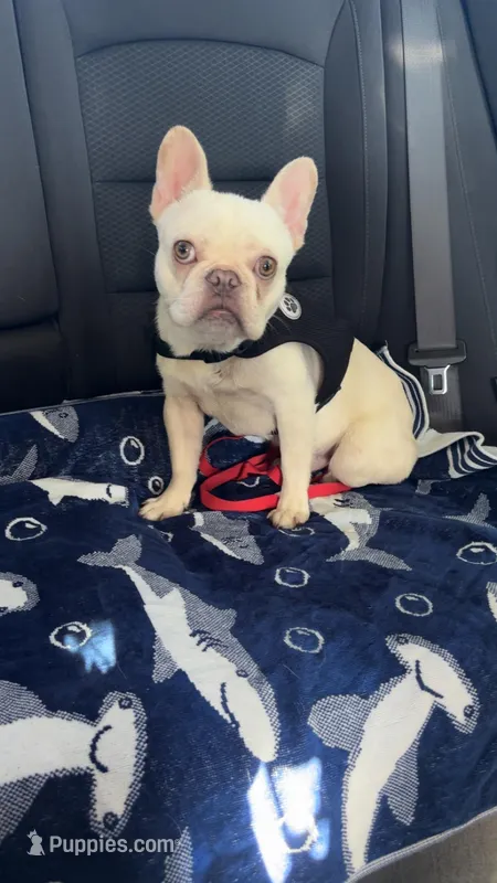 Homer – French Bulldog puppy for sale in East Palatka, FL