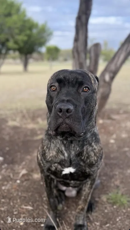 Titan  – Cane Corso puppy for sale in Killeen, TX