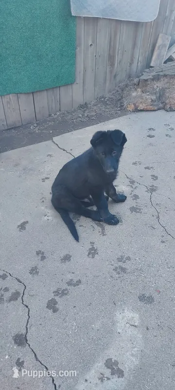 Puppy – German Shepherd Dog puppy for sale in Roseville, CA