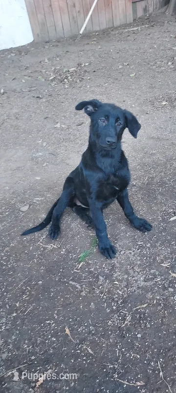 Puppy – German Shepherd Dog puppy for sale in Roseville, CA