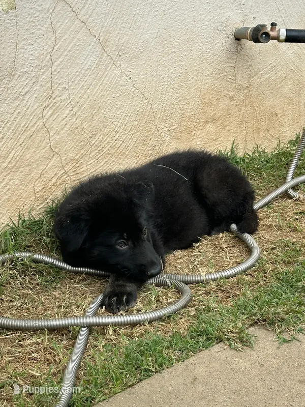 Puppy – German Shepherd Dog puppy for sale in Roseville, CA