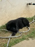 Puppy, a female German Shepherd Dog for sale in Roseville, CA – 1 of 3