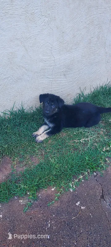 Puppy – German Shepherd Dog puppy for sale in Roseville, CA