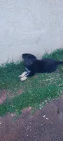 Puppy, a female German Shepherd Dog for sale in Roseville, CA – 1 of 1