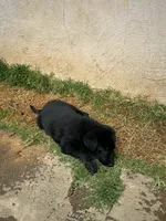 Puppy, a female German Shepherd Dog for sale in Roseville, CA – 2 of 3