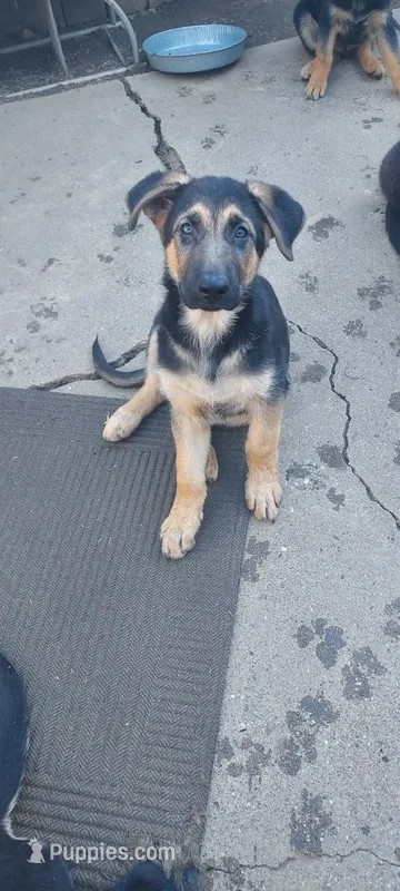 Puppy – German Shepherd Dog puppy for sale in Roseville, CA