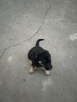 Puppy, a female German Shepherd Dog for sale in Roseville, CA – 2 of 2