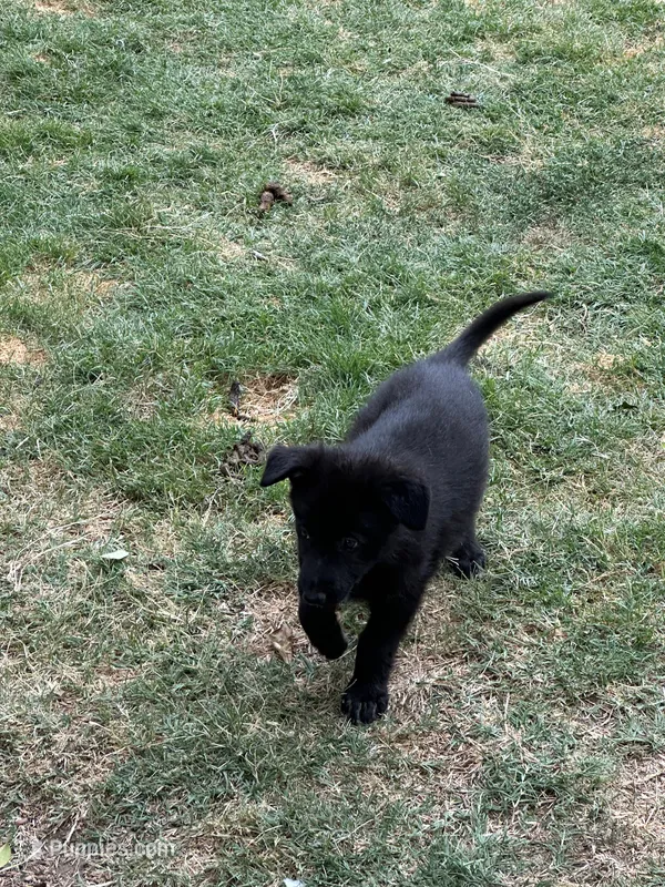 Puppy – German Shepherd Dog puppy for sale in Roseville, CA
