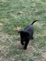 Puppy, a female German Shepherd Dog for sale in Roseville, CA – 1 of 2