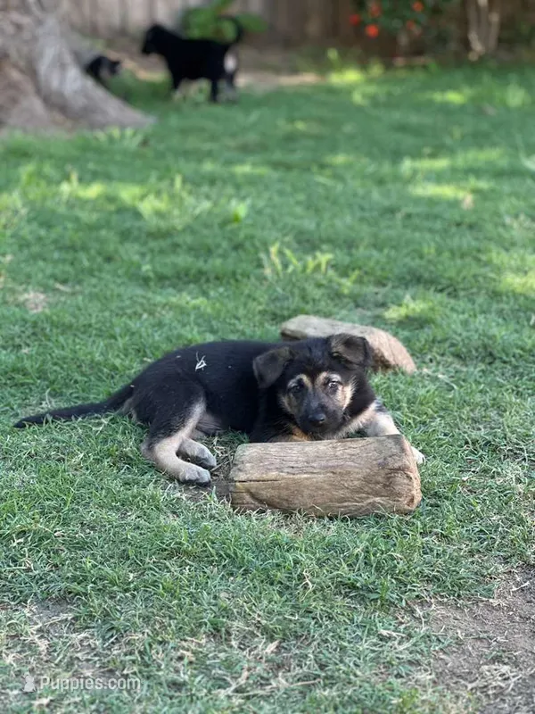 Puppy – German Shepherd Dog puppy for sale in Roseville, CA