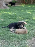 Puppy, a female German Shepherd Dog for sale in Roseville, CA – 1 of 1