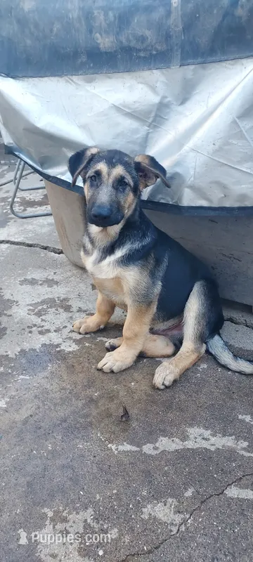 Puppy – German Shepherd Dog puppy for sale in Roseville, CA