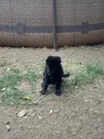 Puppy, a female German Shepherd Dog for sale in Roseville, CA – 2 of 2