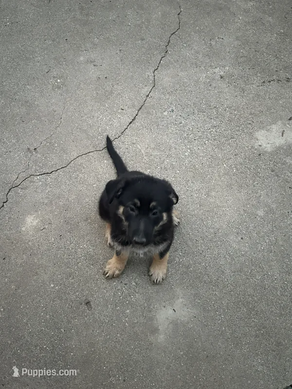 Puppy – German Shepherd Dog puppy for sale in Roseville, CA