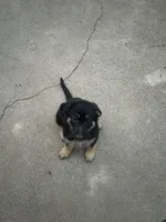 Puppy, a female German Shepherd Dog for sale in Roseville, CA – 1 of 2