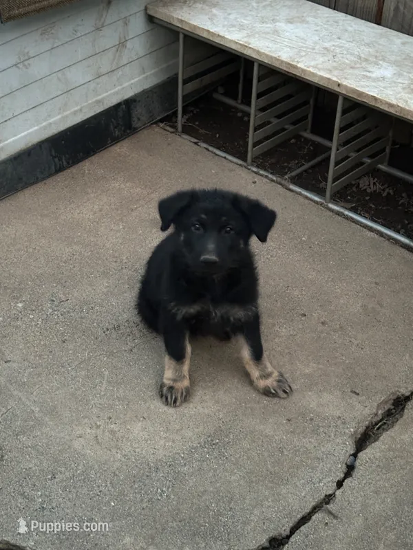 Puppy – German Shepherd Dog puppy for sale in Roseville, CA