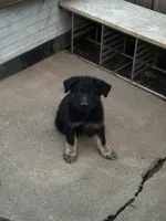 Puppy, a male German Shepherd Dog for sale in Roseville, CA – 1 of 1
