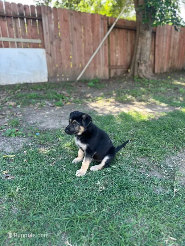 Puppy – German Shepherd Dog puppy for sale in Roseville, CA