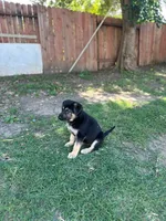 Puppy, a male German Shepherd Dog for sale in Roseville, CA – 1 of 1