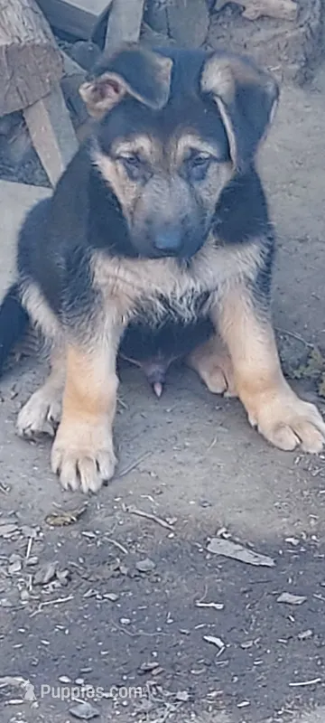 Puppy – German Shepherd Dog puppy for sale in Roseville, CA