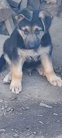 Puppy, a male German Shepherd Dog for sale in Roseville, CA – 1 of 1