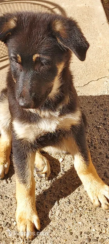 Puppy – German Shepherd Dog puppy for sale in Roseville, CA