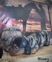Bingo , a male Miniature Dachshund for sale in Duncan, AZ – 2 of 3