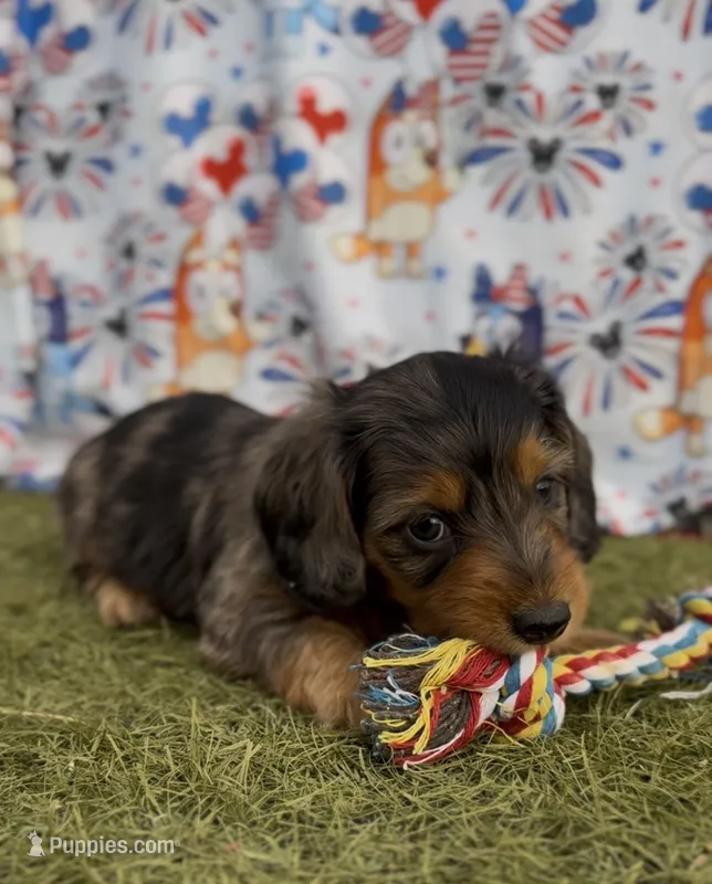 Bingo  – Dachshund, Miniature Dachshund puppy for sale in Safford, AZ