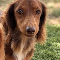 Red, a male Dachshund and Miniature Dachshund for sale in Virden, NM – 1 of 1