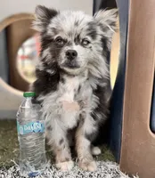 Ace , a male Pomeranian for sale in Virden, NM – 7 of 9