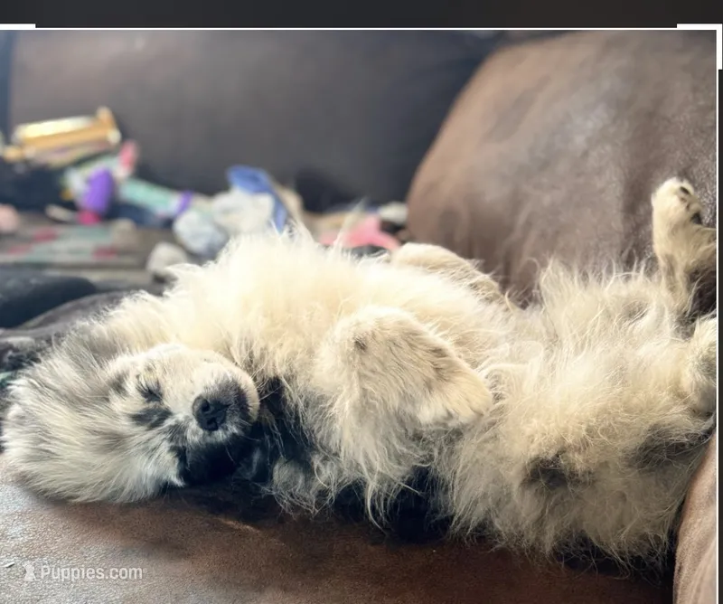 Ace  – Pomeranian puppy for sale in Virden, NM