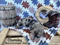 Chumsley, a male Dachshund and Miniature Dachshund for sale in Las Cruces, NM – 1 of 1