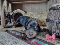 Muffin, a female Miniature Dachshund for sale in Duncan, AZ – 2 of 3