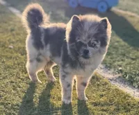 Ace , a male Pomeranian for sale in Virden, NM – 5 of 9
