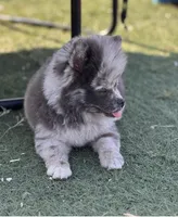 Ace , a male Pomeranian for sale in Virden, NM – 3 of 9