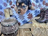 Bingo , a male Dachshund and Miniature Dachshund for sale in Virden, NM – 2 of 3