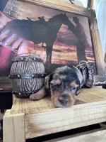 Bingo , a male Miniature Dachshund for sale in Duncan, AZ – 3 of 3